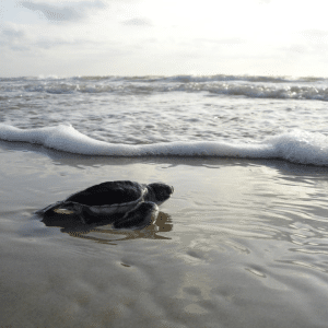 Green sea turtle on Padre Island National Seashore.